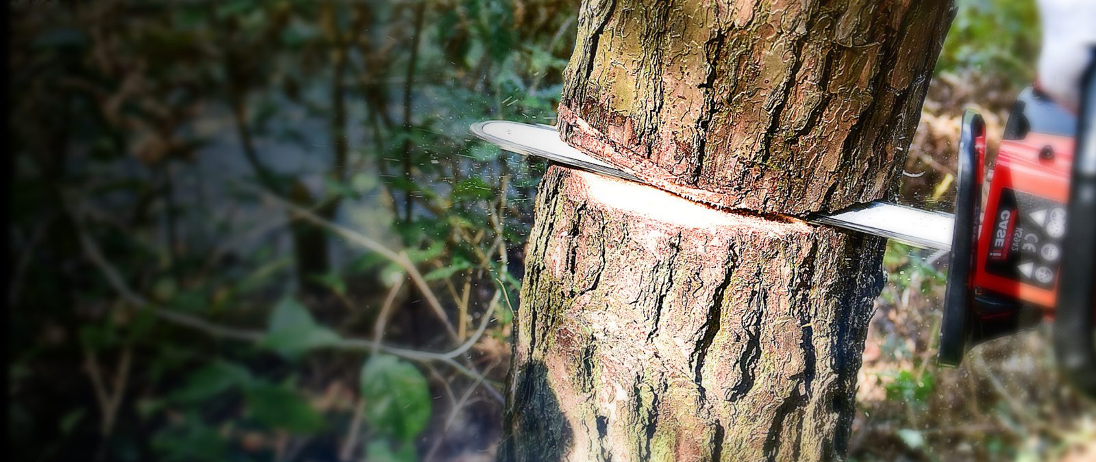 KAKEI guide bar in a felling cut